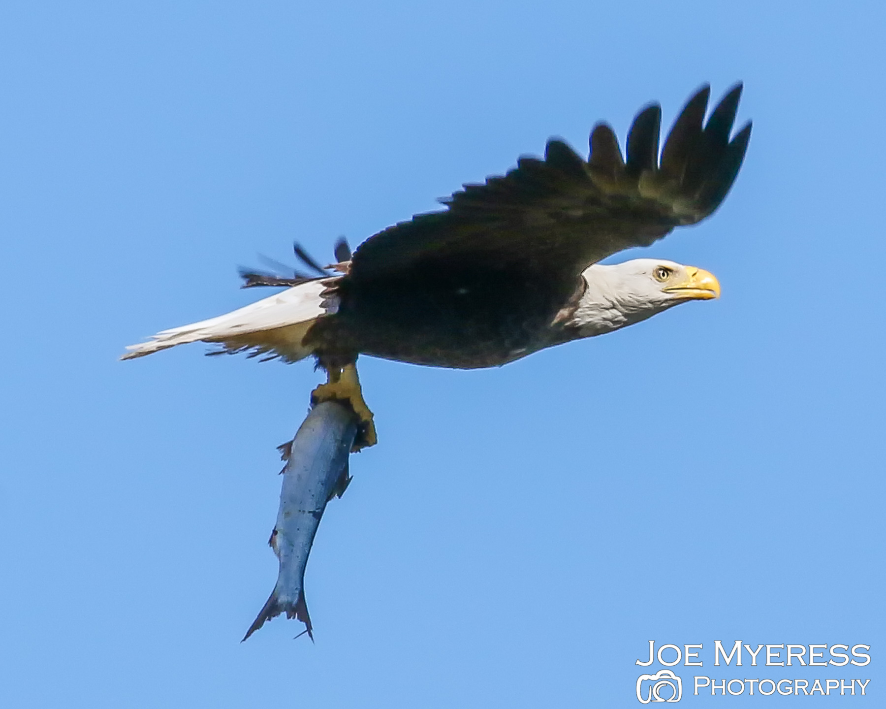 Eagle with big fish | Shutterbug